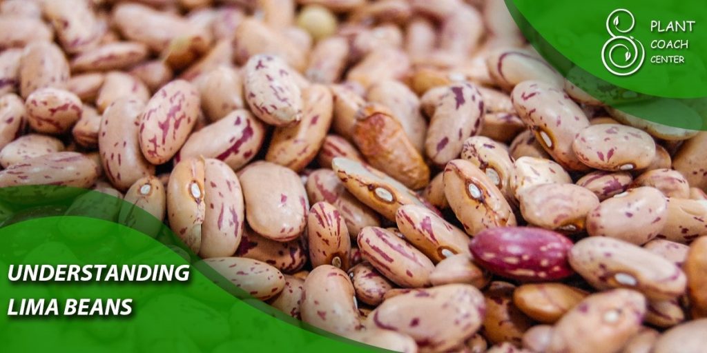 Understanding Lima Beans