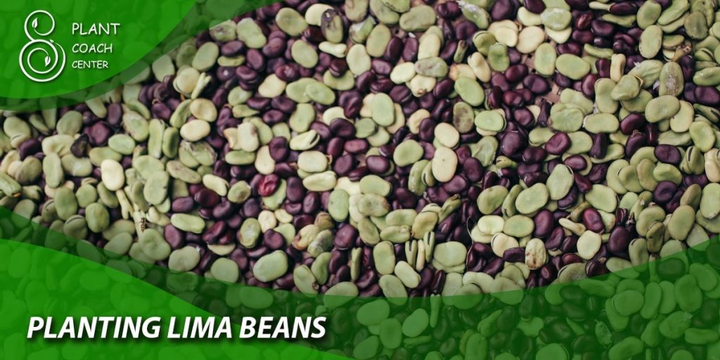 Planting Lima Beans
