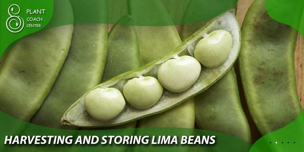 Harvesting and Storing Lima Beans