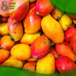 When to Plant Mango Seed