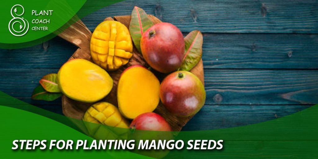 Steps for Planting Mango Seeds