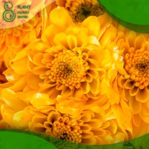 When to Plant Marigolds Outside