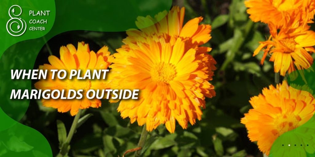 When to Plant Marigolds Outside
