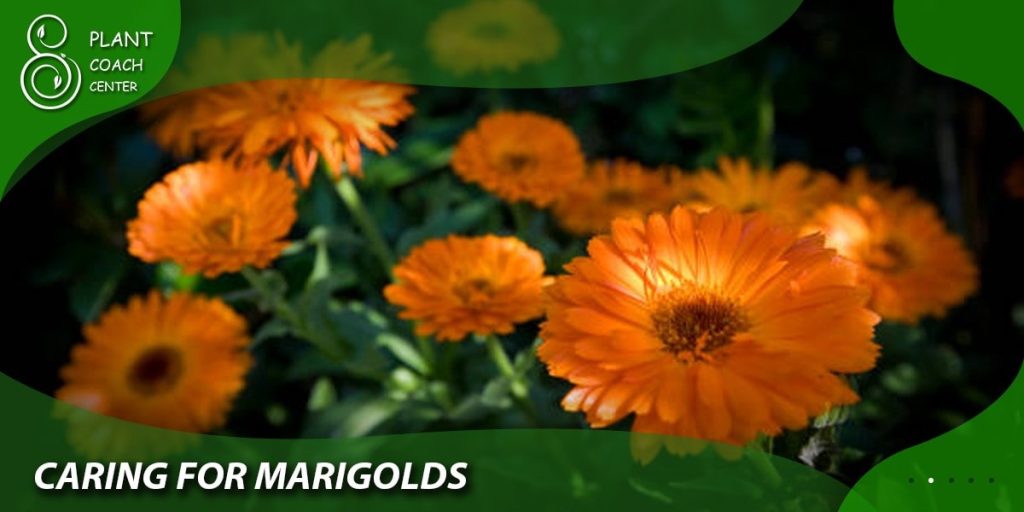 Caring for Marigolds