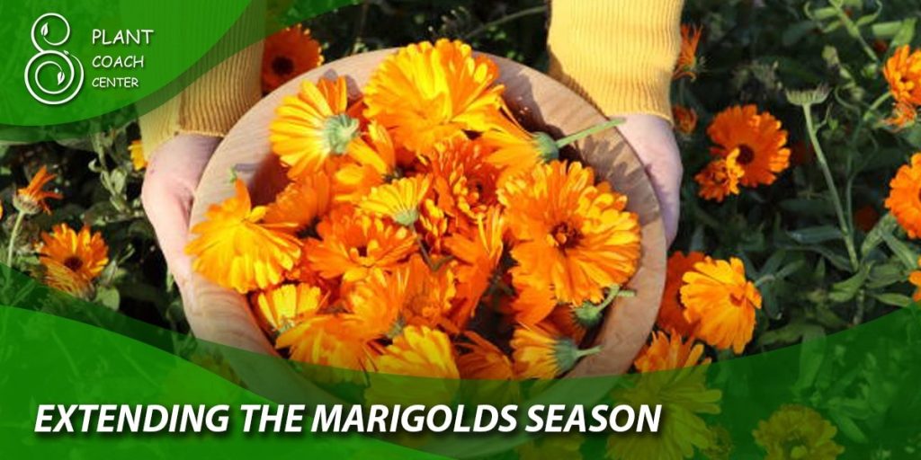 Extending the Marigold Season