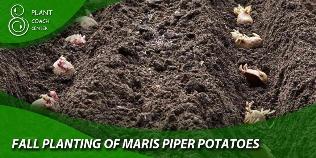 Fall Planting of Maris Piper Potatoes