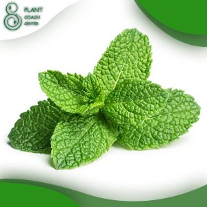 When to Plant Mint