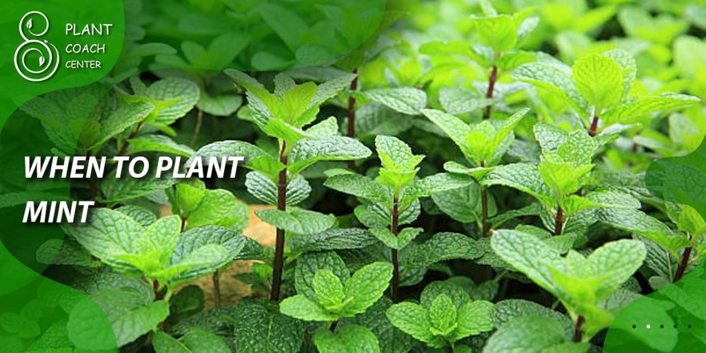 When to Plant Mint