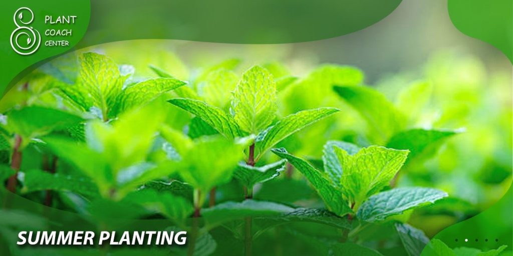 Factors Affecting Mint Planting Time