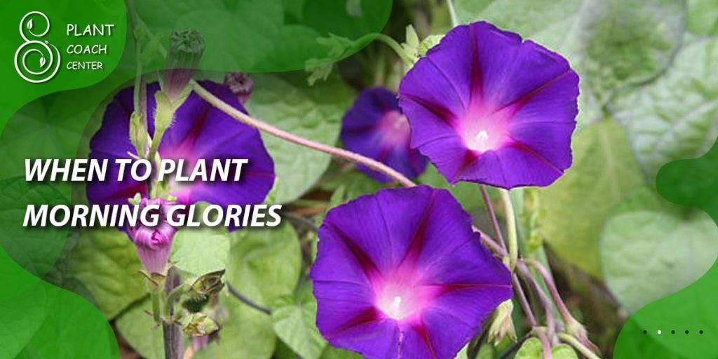 When to Plant Morning Glories