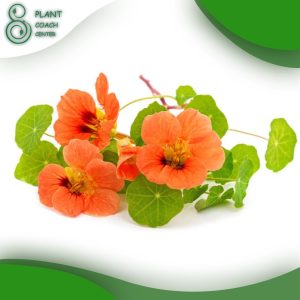 When to Plant Nasturtiums