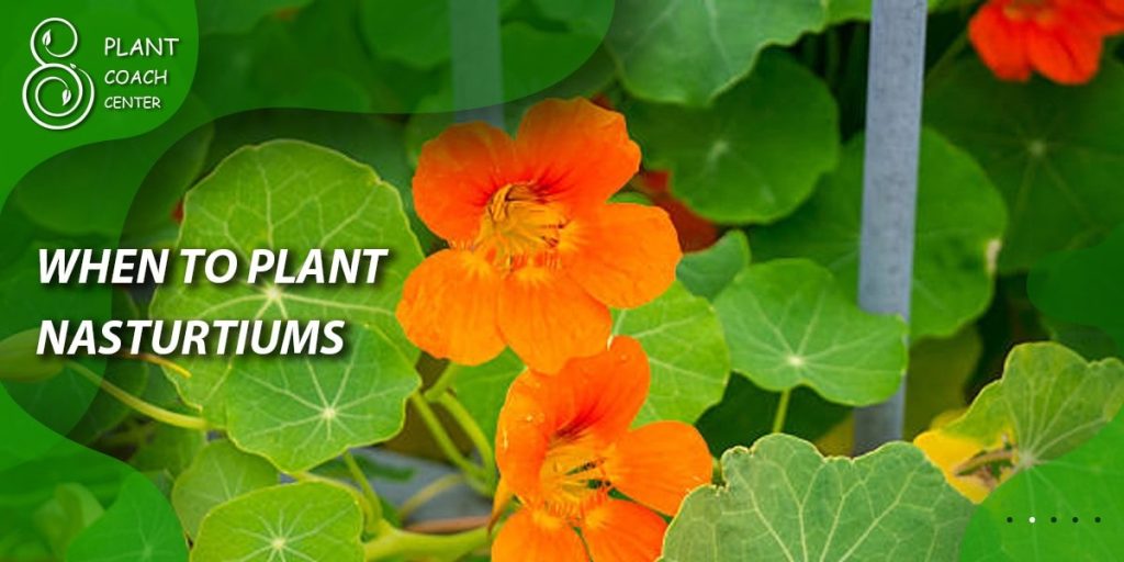 When to Plant Nasturtiums