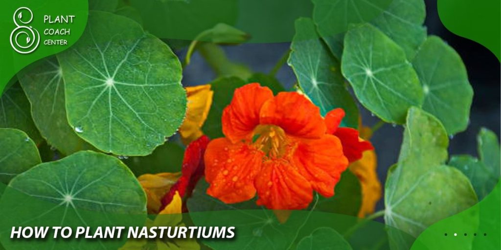 How to Plant Nasturtiums