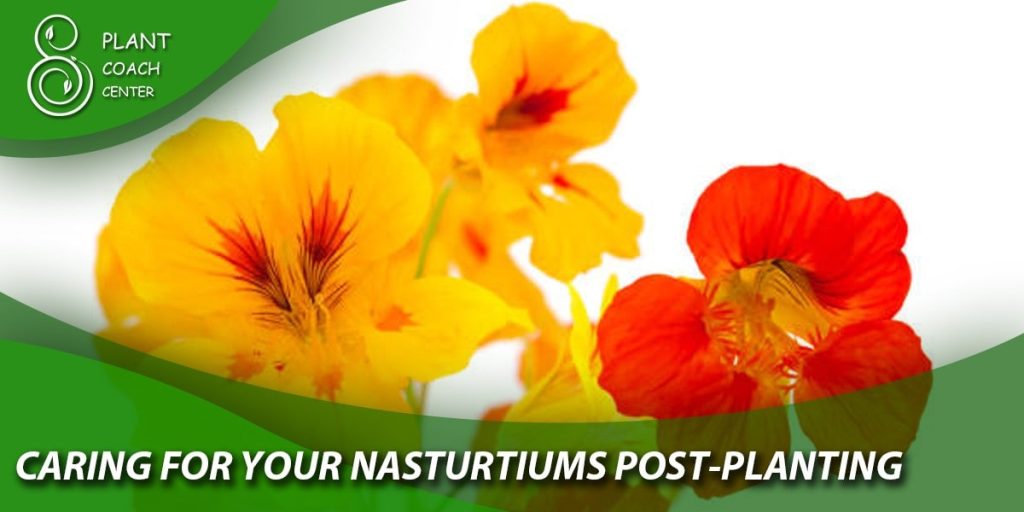 Caring for Your Nasturtiums Post-Planting