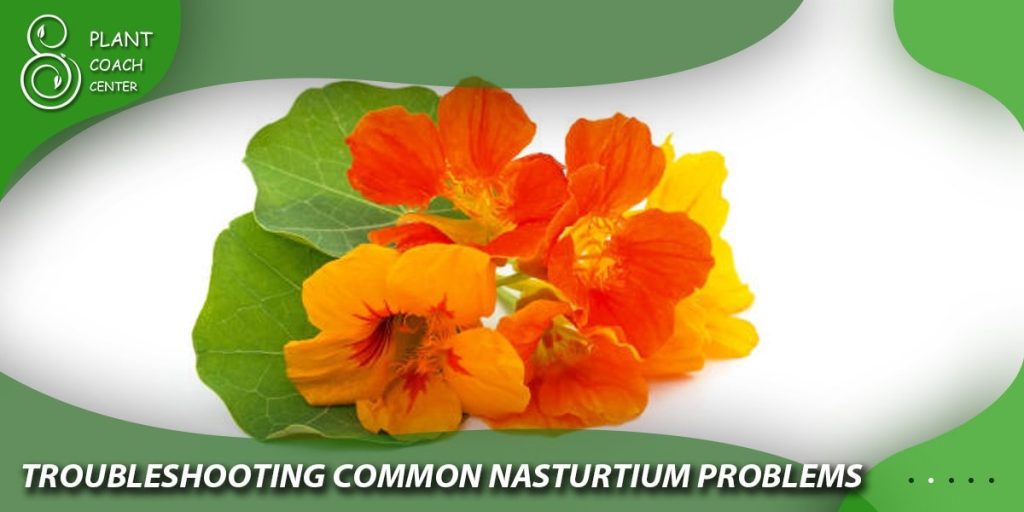 Troubleshooting Common Nasturtium Problems