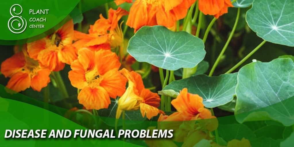 Disease and Fungal Problems