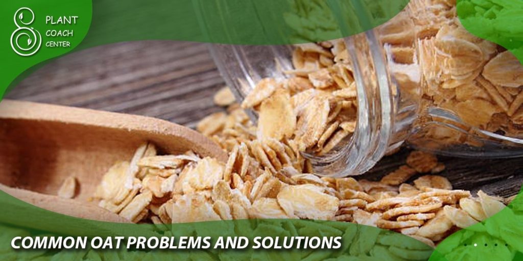 Common Oat Problems and Solutions