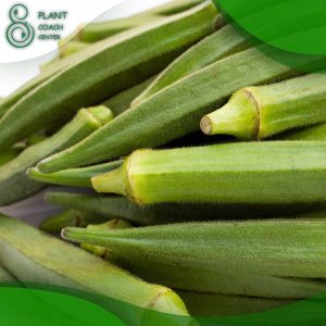 When to Plant Okra in Texas