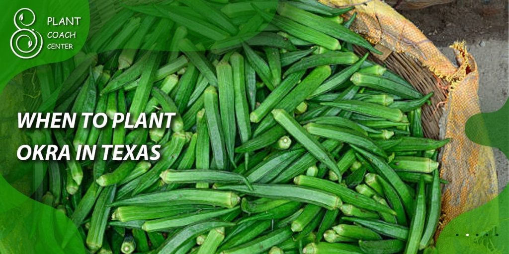 When to Plant Okra in Texas