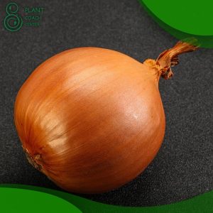 When to Plant Onion Bulbs