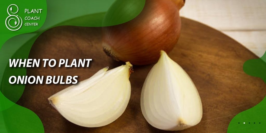 When to Plant Onion Bulbs