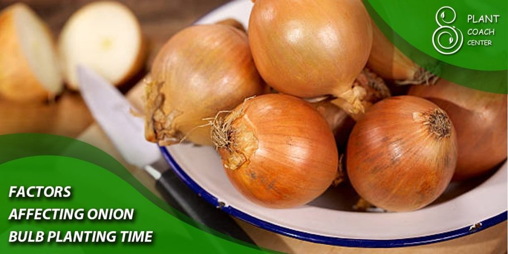 Factors Affecting Onion Bulb Planting Time