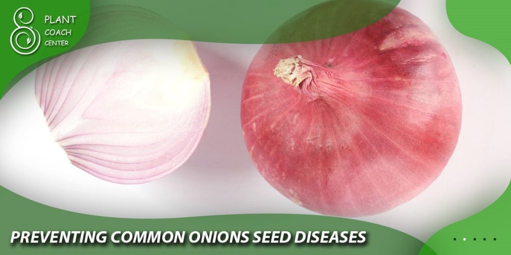 Preventing Common Onion Seed Diseases