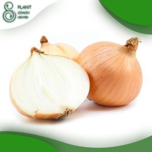 When to Plant Onion Sets