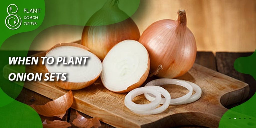 When to Plant Onion Sets