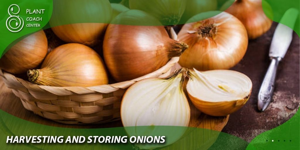 Harvesting and Storing Onions