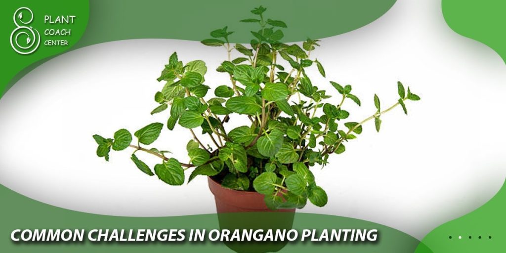 Common Challenges in Oregano Planting