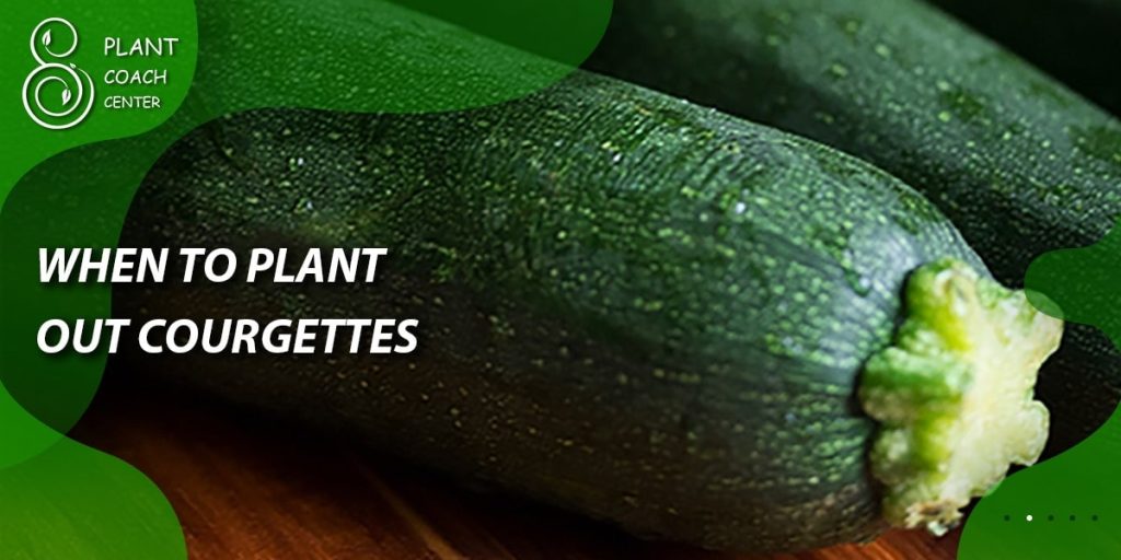 Determining the Best Time to Plant out Courgettes