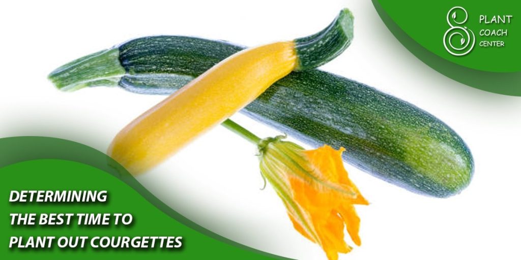 Determining the Best Time to Plant out Courgettes