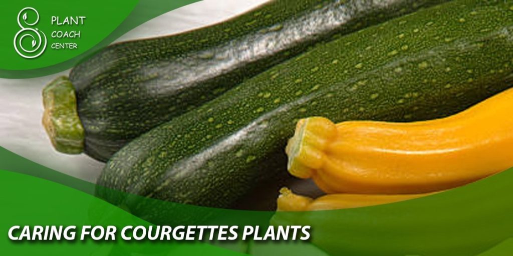 Caring for Courgette Plants