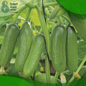 When to Plant Out Cucumbers