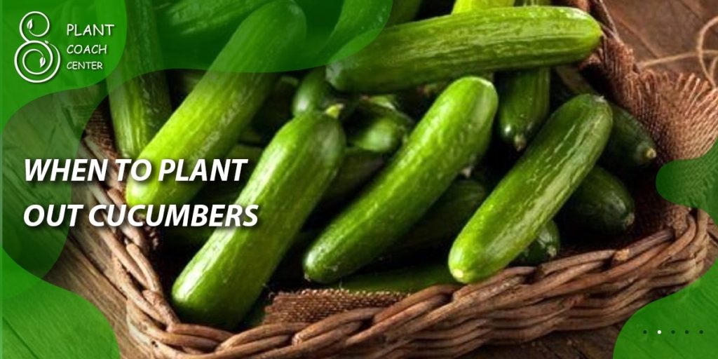 When to Plant Out Cucumbers