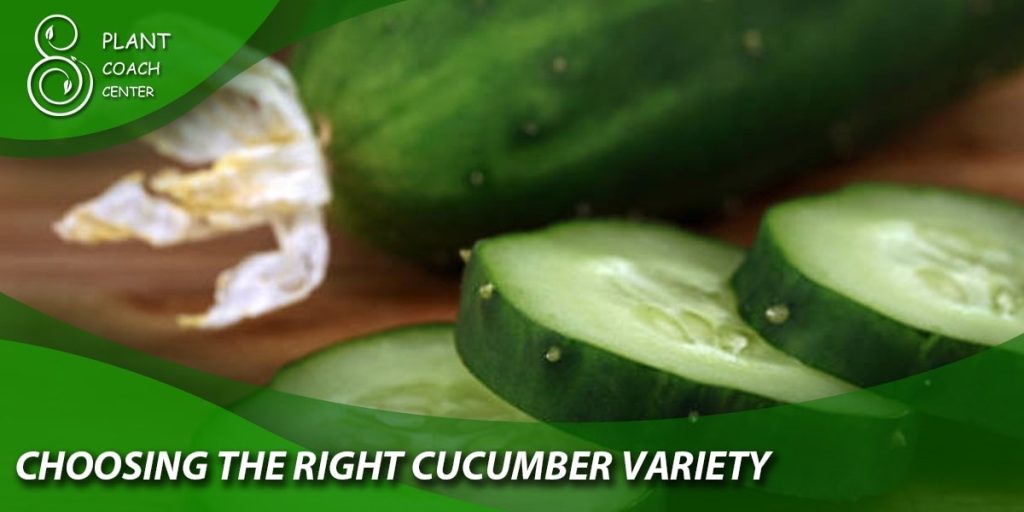 Choosing the Right Cucumber Variety