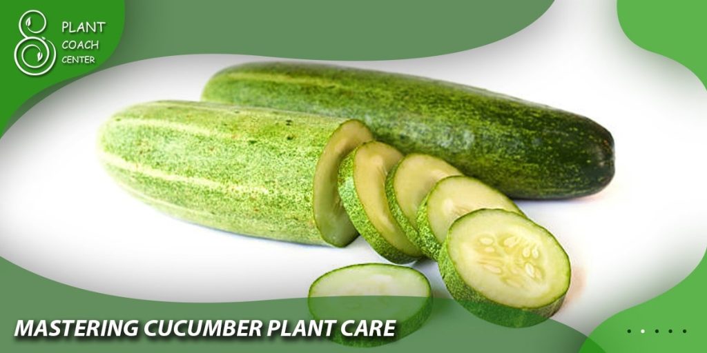 Mastering Cucumber Plant Care