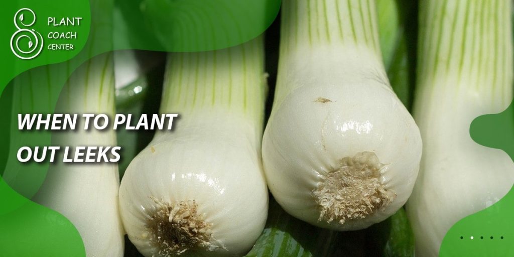 When to Plant Out Leeks