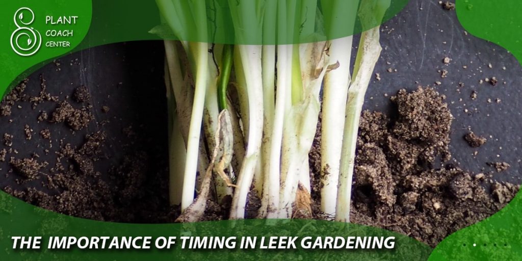 The Importance of Timing in Leek Gardening