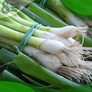 When to Plant Out Onion Seedlings