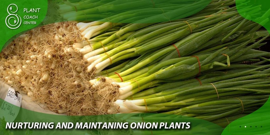 Nurturing and Maintaining Onion Plants