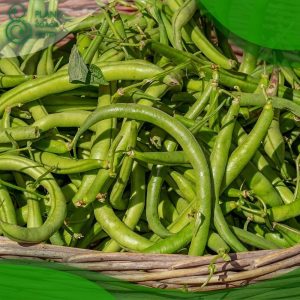 When to Plant Out Runner Beans