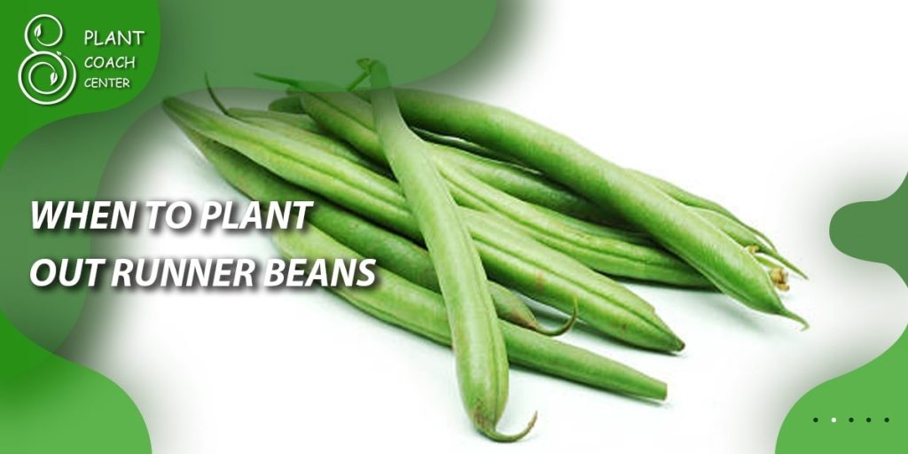 When to Plant Out Runner Beans