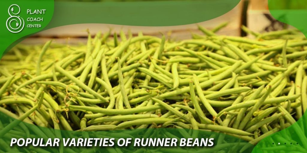 Popular Varieties of Runner Beans