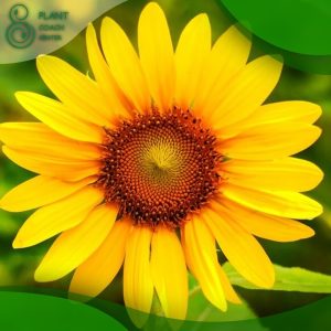 When to Plant Out Sunflowers