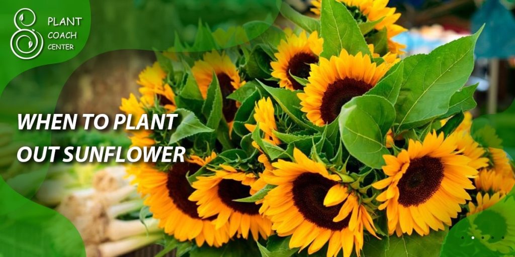 When to Plant Out Sunflowers
