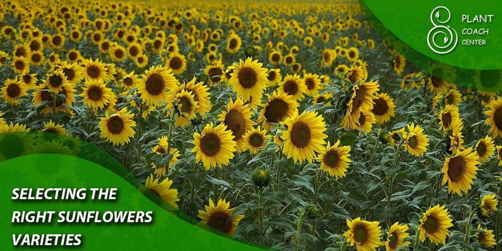 Selecting the Right Sunflower Varieties