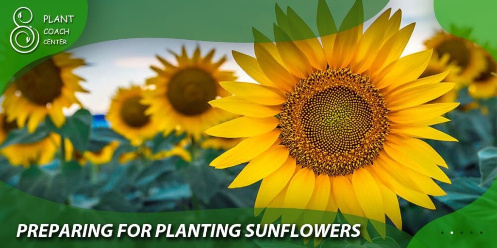Preparing for Planting Sunflowers