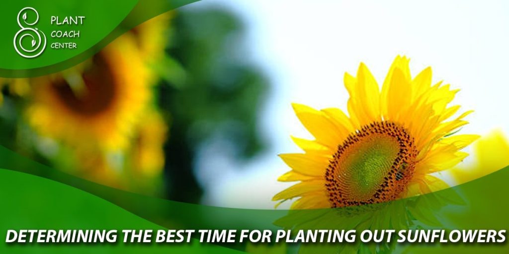 Determining the Best Time for Planting Out Sunflowers
